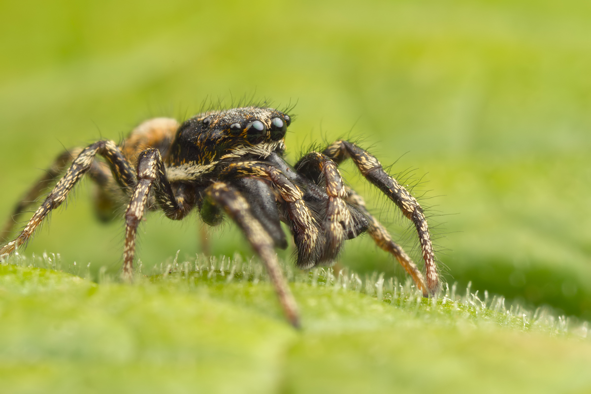 Jumping Spider 1